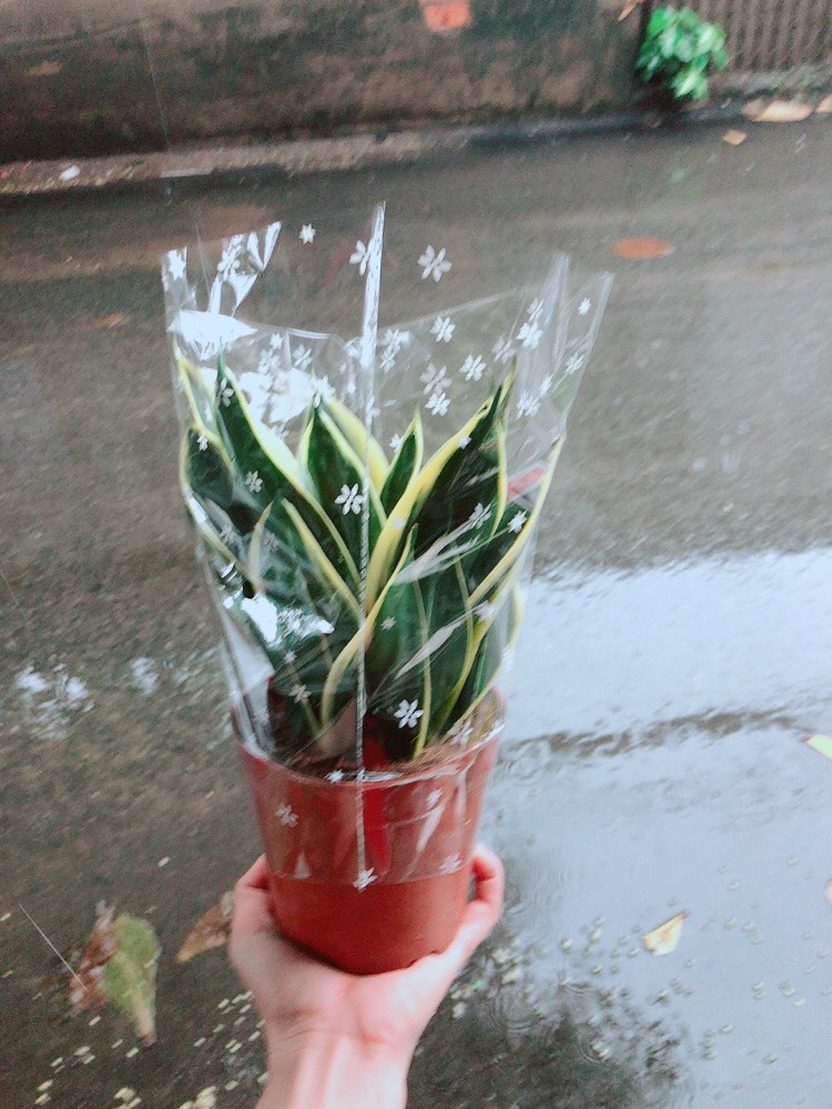 [HCM]Lưỡi Hổ Thái