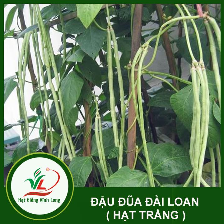 Hạt giống Đậu đũa Đài Loan hạt trắng RD 759 -  20g