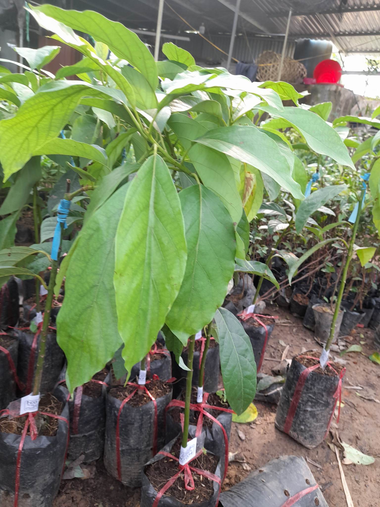 Giống Bơ 034-Cây Ăn Trái+Tặng kèm phân bón
