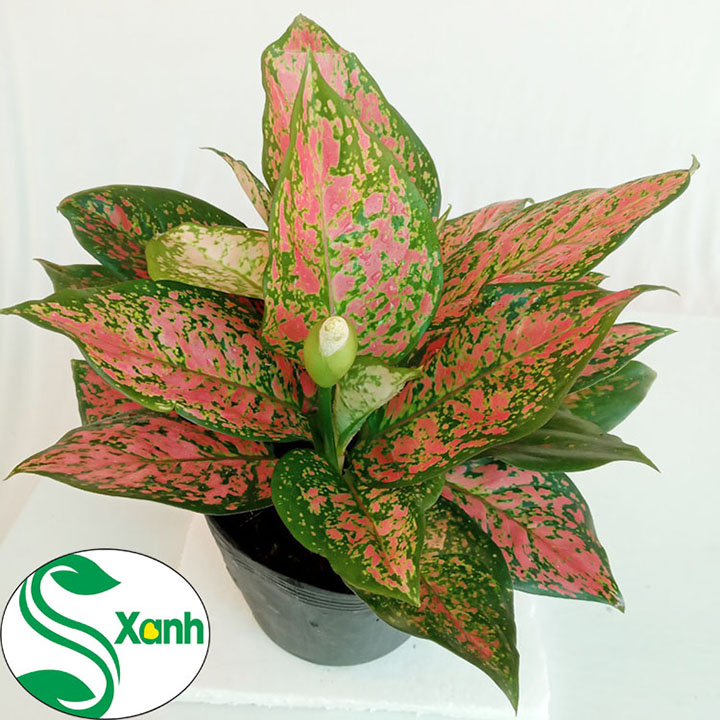 Cây Vạn Lộc - Cây Phong Thủy May Mắn