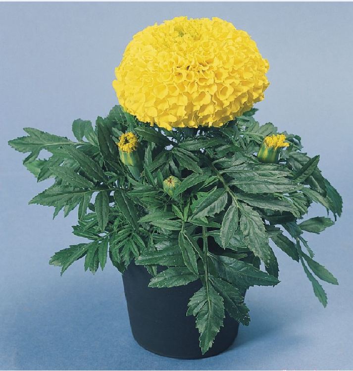 Set of 2 Packages of Marigold Seeds (1 Package of American Marigold + 1 Package of French Marigold) - Vtnt1
