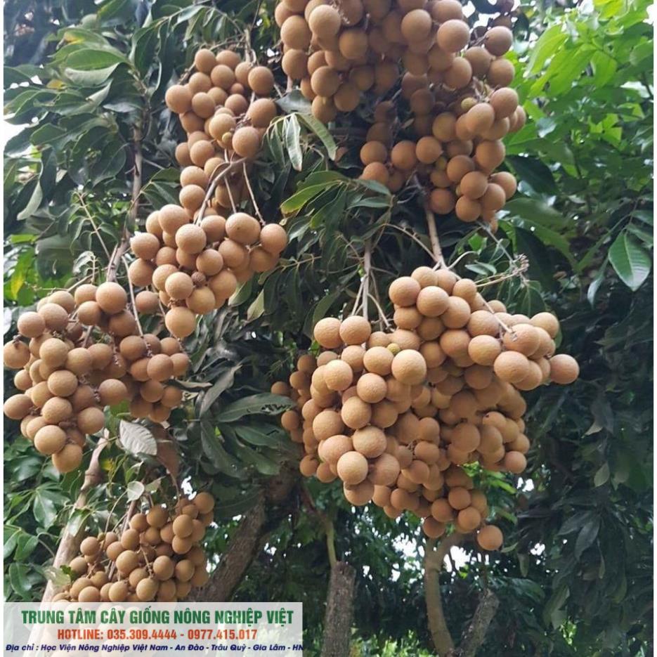 Cây nhãn lồng hưng yên ghép sớm