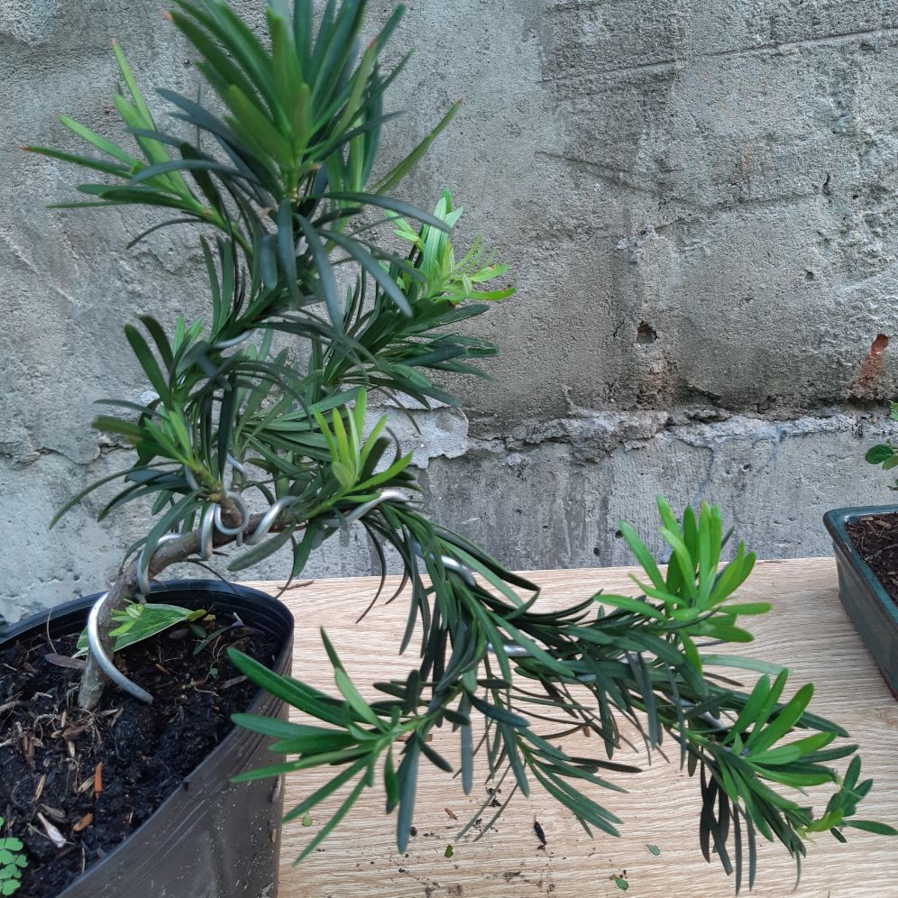 Tùng la hán bonsai mini