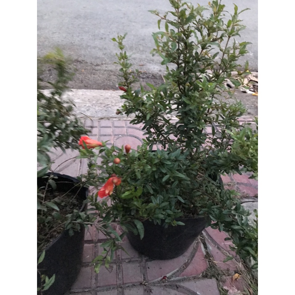 Cây lựu kiểng - cây cảnh để bàn - caykiengsadec