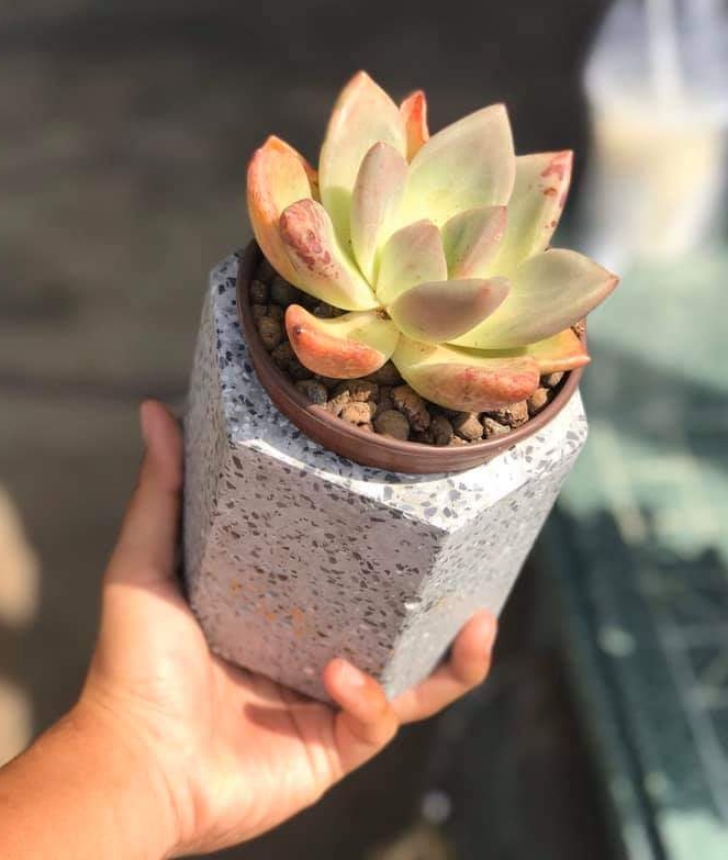chậu đá mài graniti mini
