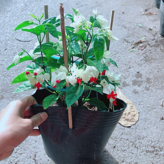 Cây Ngọc Nữ