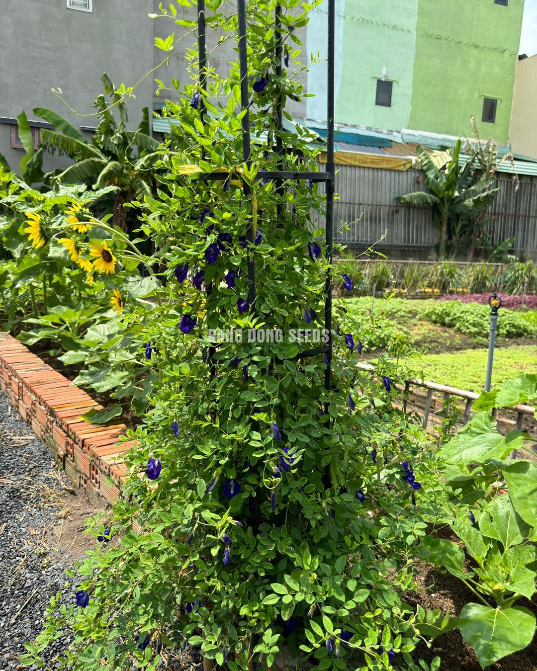 [Seeds] Hạt giống Hoa Đậu Biếc đóng gói 1gr- 2gr