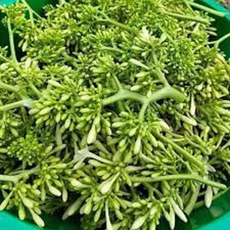 Hạt giống cây đu đủ đực dể trồng -gói 10 hạt(tặng kèm phân bón )