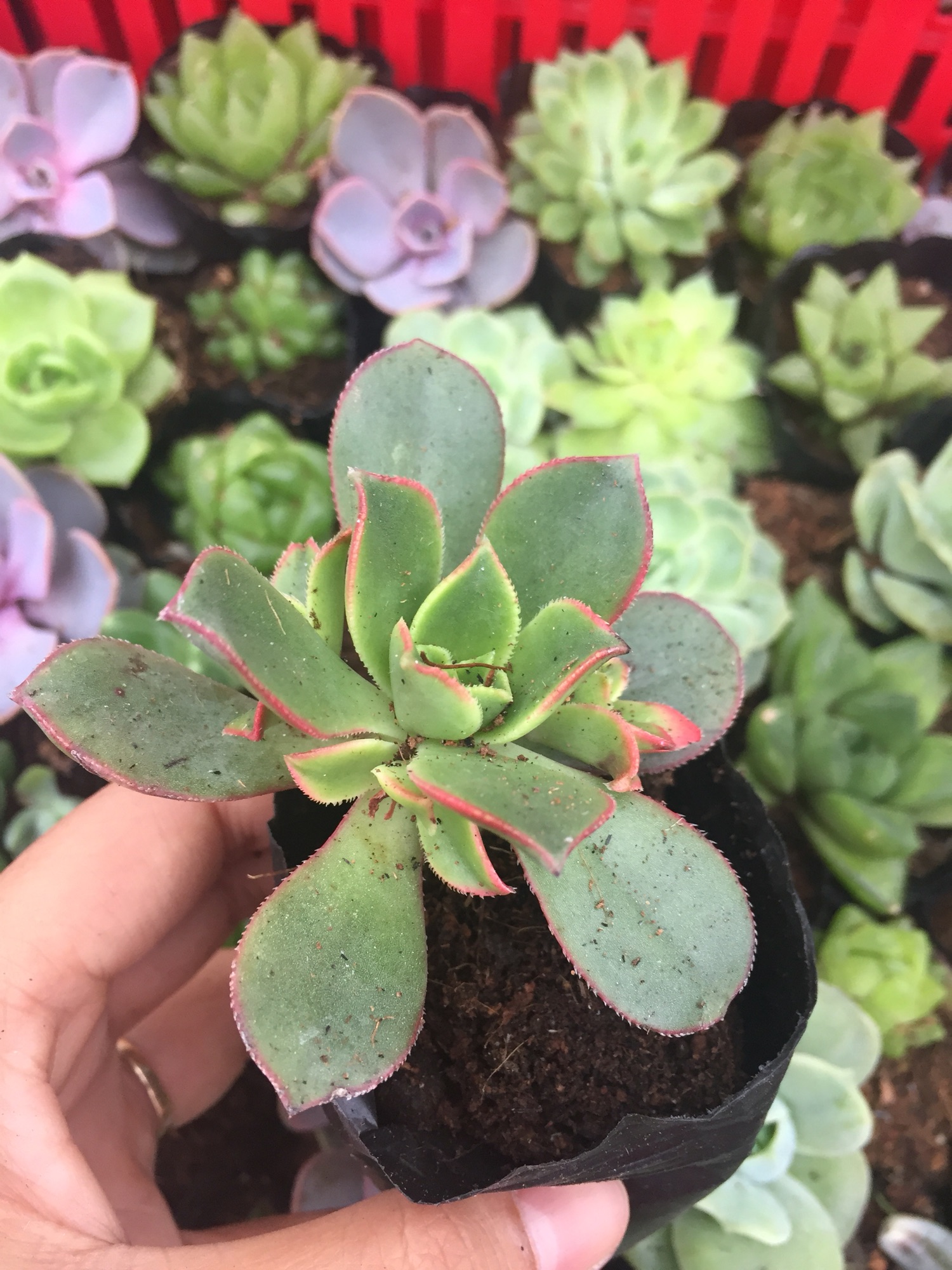 Sen đá 3 màu size bầu