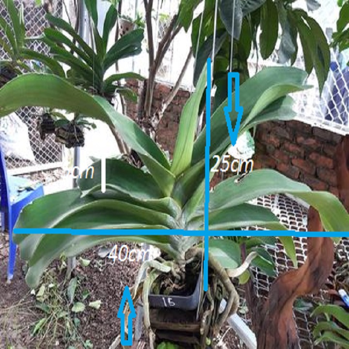 Hoa phong lan đai trâu,hàng bóc rừng