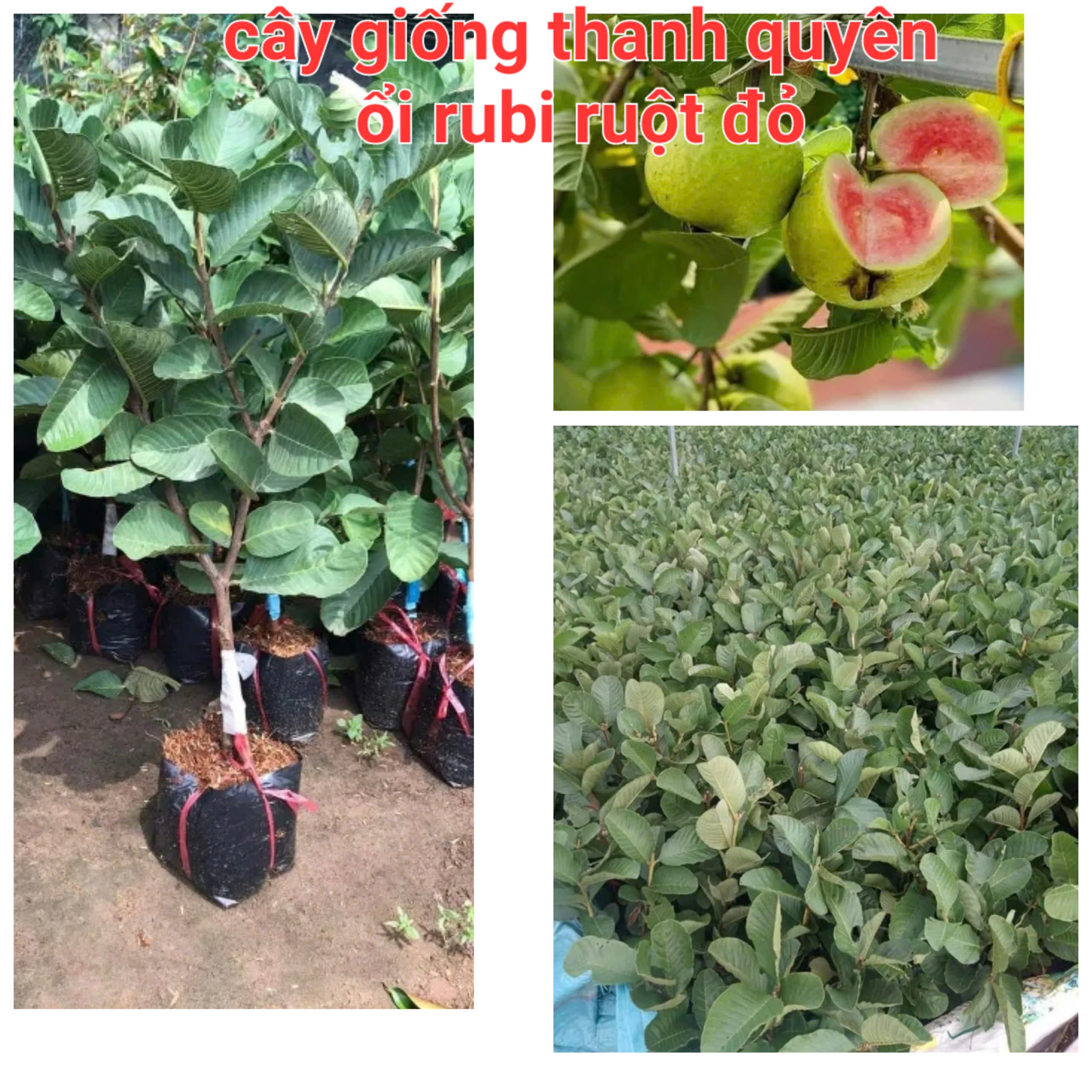 CÂY ỔI RUBY RUỘT ĐỎ. Cam kết chuẩn giống 100%, CÂY CAO 70CM -120CM TUỲ THEO LÔ, CÂY KHOẺ ĐẸP, NHIỀU RỄ