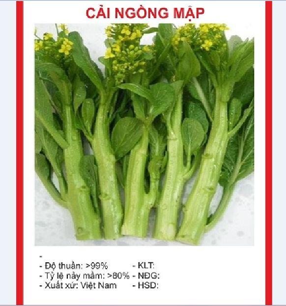 Combo 3 gói hạt giống rau cải ngòng mập - Tặng gói phân bón