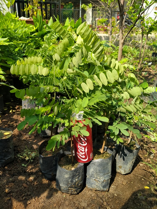 10 cây xưa đỏ cao 50cm