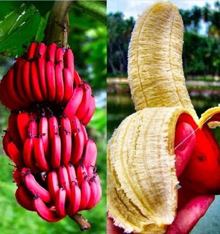 Hạt Giống Cây Chuối Đỏ (  Chuối Dacca ) - Gói 3 hạt - KNS