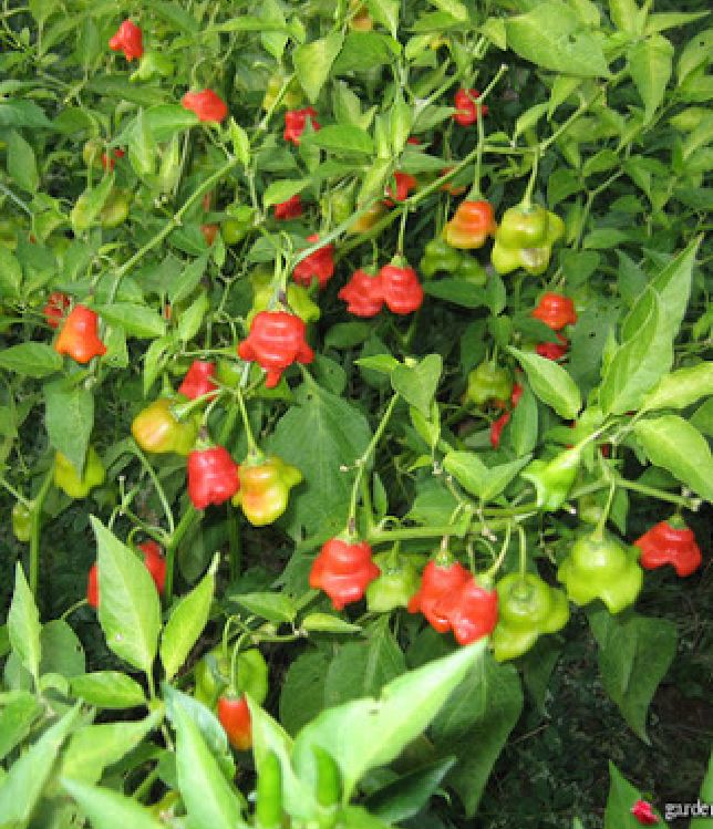Hạt giống ớt chuông gió ( ớt hoa hồng ) 20 hạt/gói