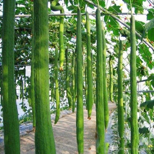 Hạt giống Mướp Hương siêu dài (Thái Lan) 10 hạt