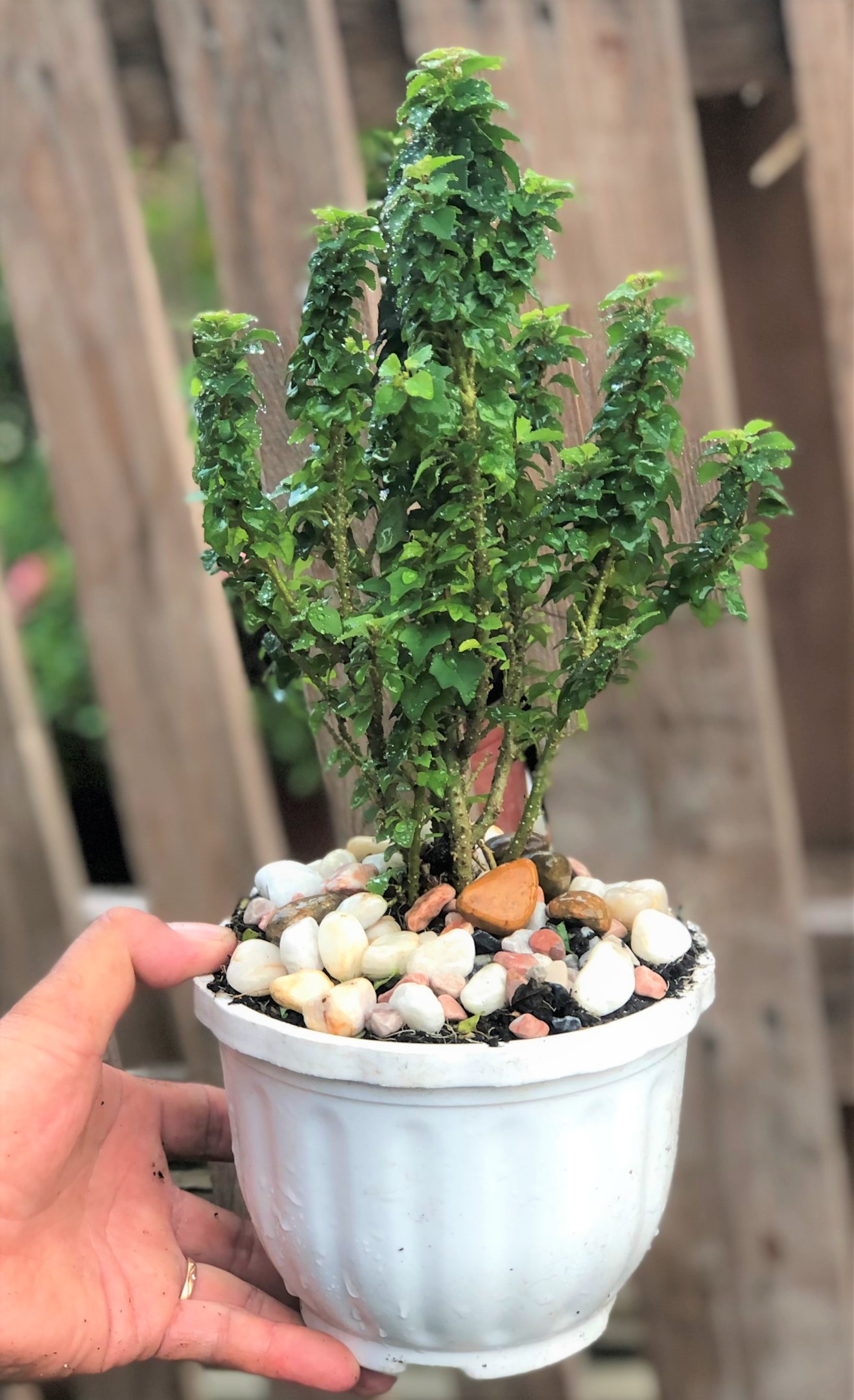 Chậu cây Tu Hú