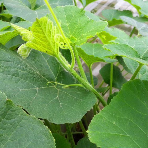 [HCM]10 Hạt giống bí đỏ dài bí sáp