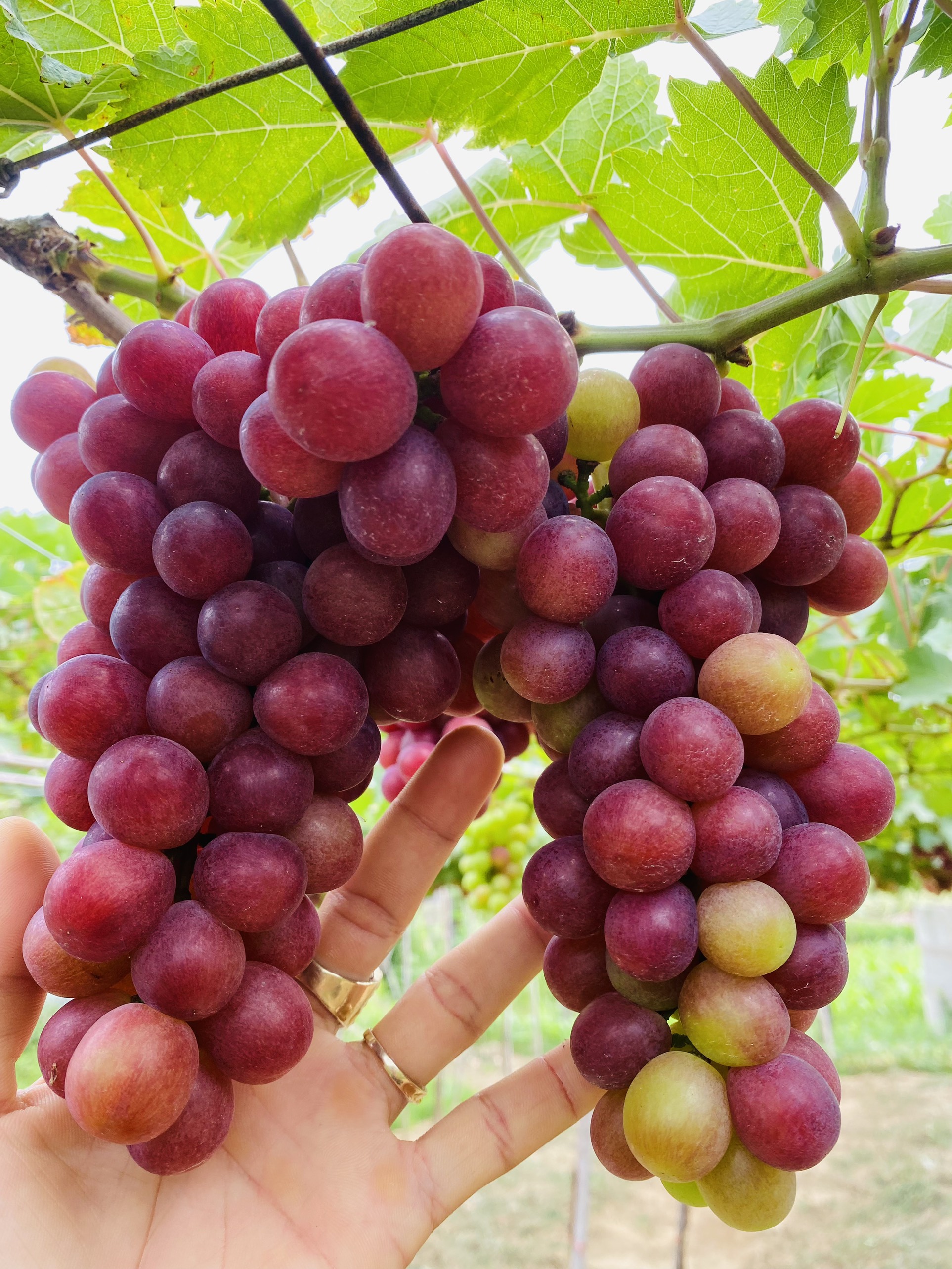 Cây Nho Giống Đỏ Leo Giàn Ninh Thuận
