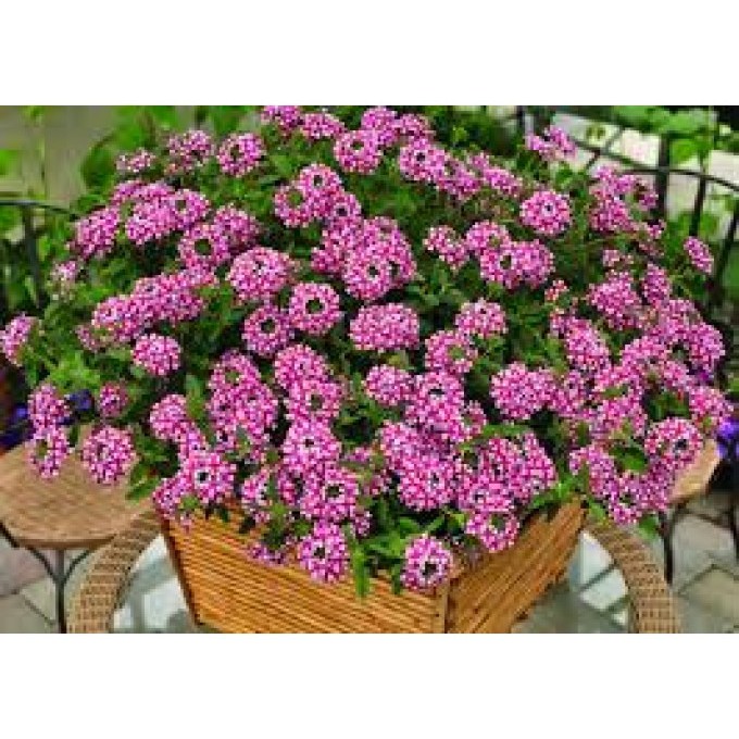 Hạt Giống Hoa Cúc Indo ( Cúc Vân Anh ) 50 Hạt
