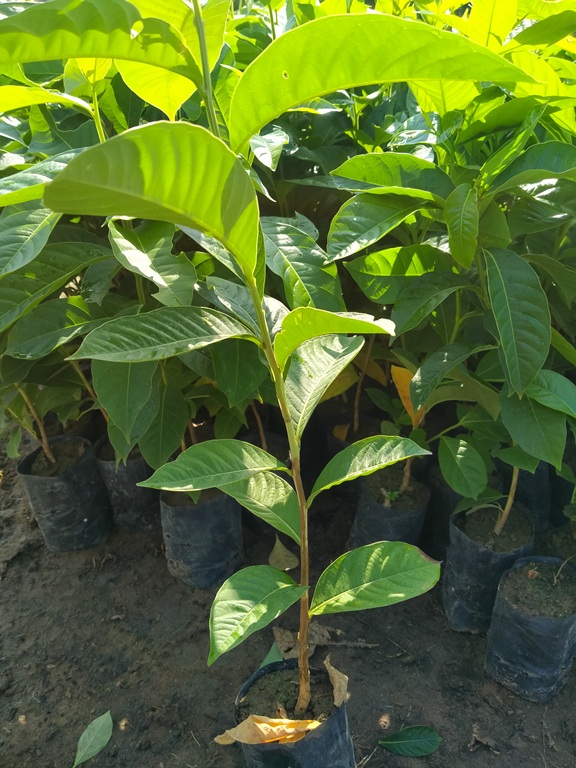 5 Cây bằng lăng tím cao 50cm