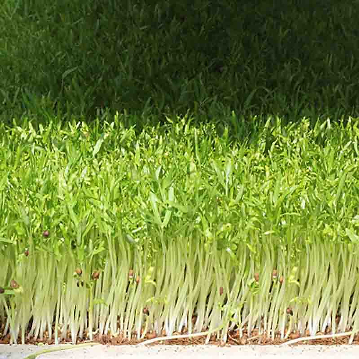Hạt giống rau muống mầm 50gr