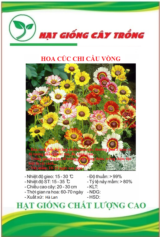 Hạt giống hoa cúc chi cầu vòng mix - Gói 50 hạt