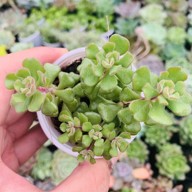 SEN ĐÁ SENDUM HOA HỒNG PHÁP SIZE BÉ LỖI 1 ĐỔI 1