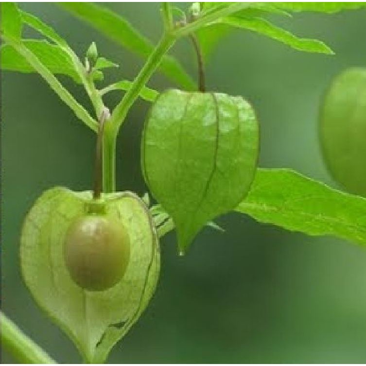 Hạt Giống Cây Rau Tầm Bóp