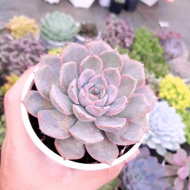 SEN ĐÁ HỒNG CÁNH CỨNG SIZE TRUNG BÌNH LỖI 1 ĐỔI 1