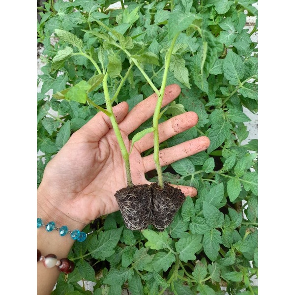 Cây giống cà chua (được kiểm tra hàng )