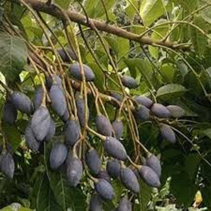 cây giống trám đen siêu quả