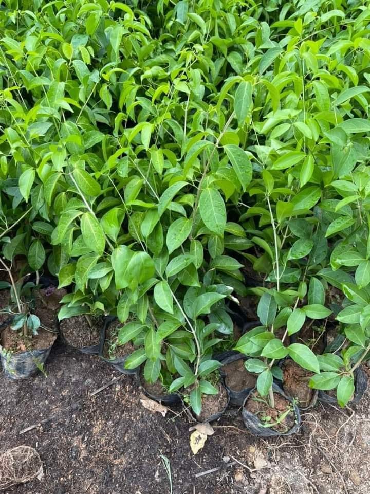 Cây hoa lan tỏi dây cuộn 1m5
