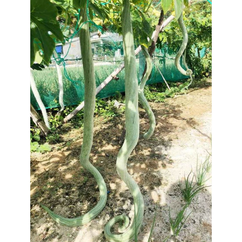 Hạt giống mướp rắn f1