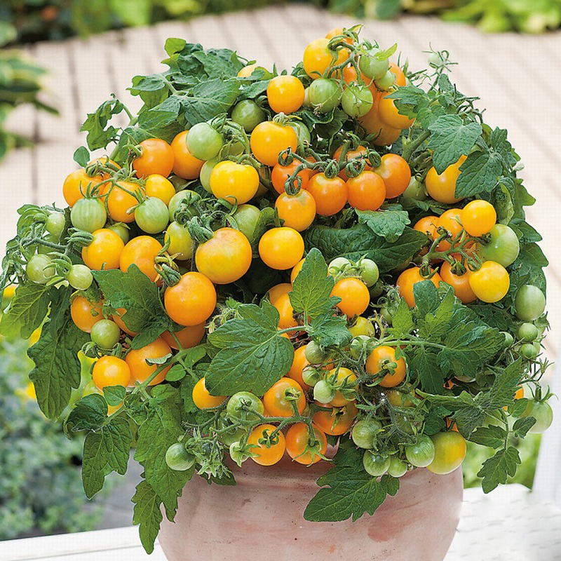 Hạt giống cà chua bi vàng