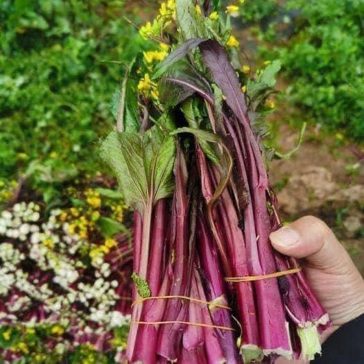 Hạt giống cải ngồng đỏ 10gr