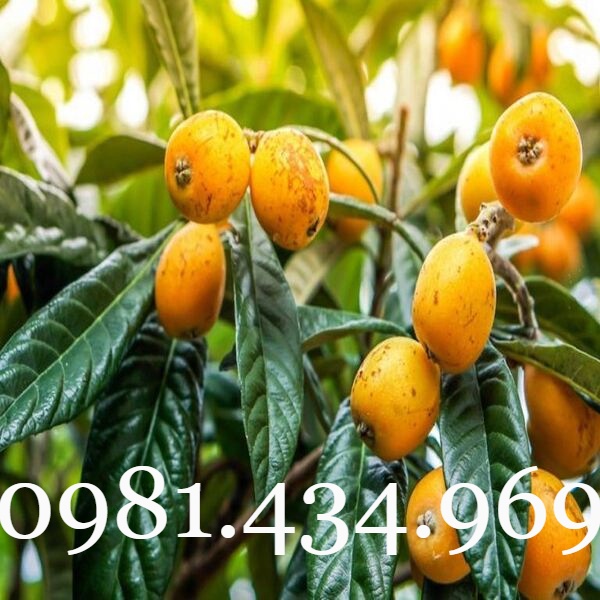 03 Cây BiWa Nhật (Nhót Nhật - Tỳ Bà Diệp) Cao 40cm Sai Quả