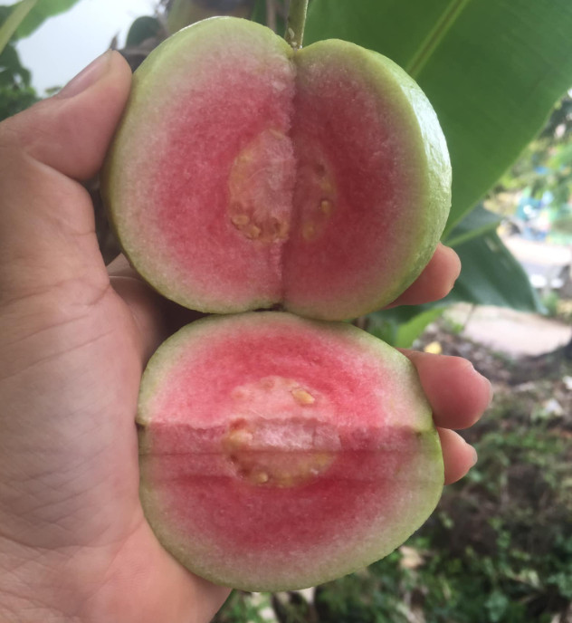 Ổi ruby, ổi ru by ruột đỏ giòn ngọt 1kg, 2kg 3kg