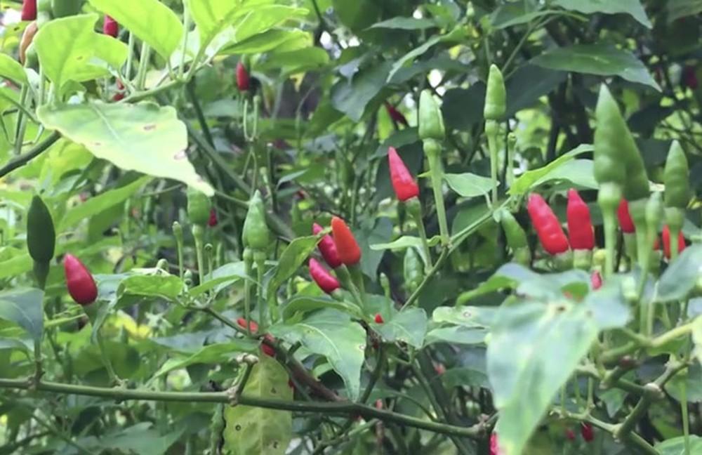 ớt chim rừng mùa 2021