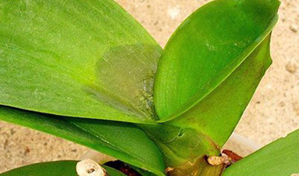 Chế phẩm trừ bệnh Phytocide 50WP gói 15g