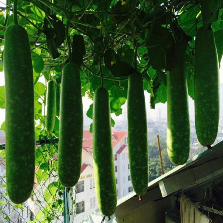 Hạt giống Bầu Sao quả dài cao sản