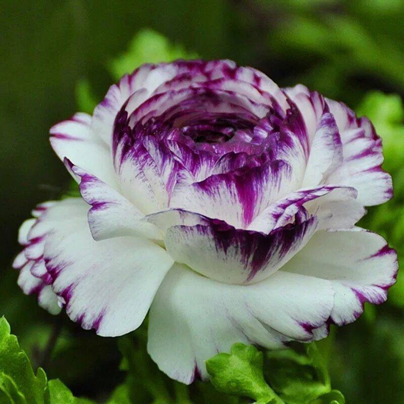 CỦ HOA GIỐNG MAO LƯƠNG-HOA HỒNG RI BA TƯ củ giống