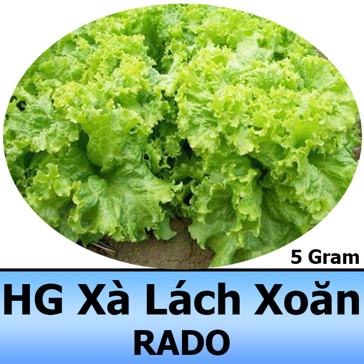 Hạt Giống Rau Xà Lách Xoăn F1 5Gr Chịu Nhiệt Tốt