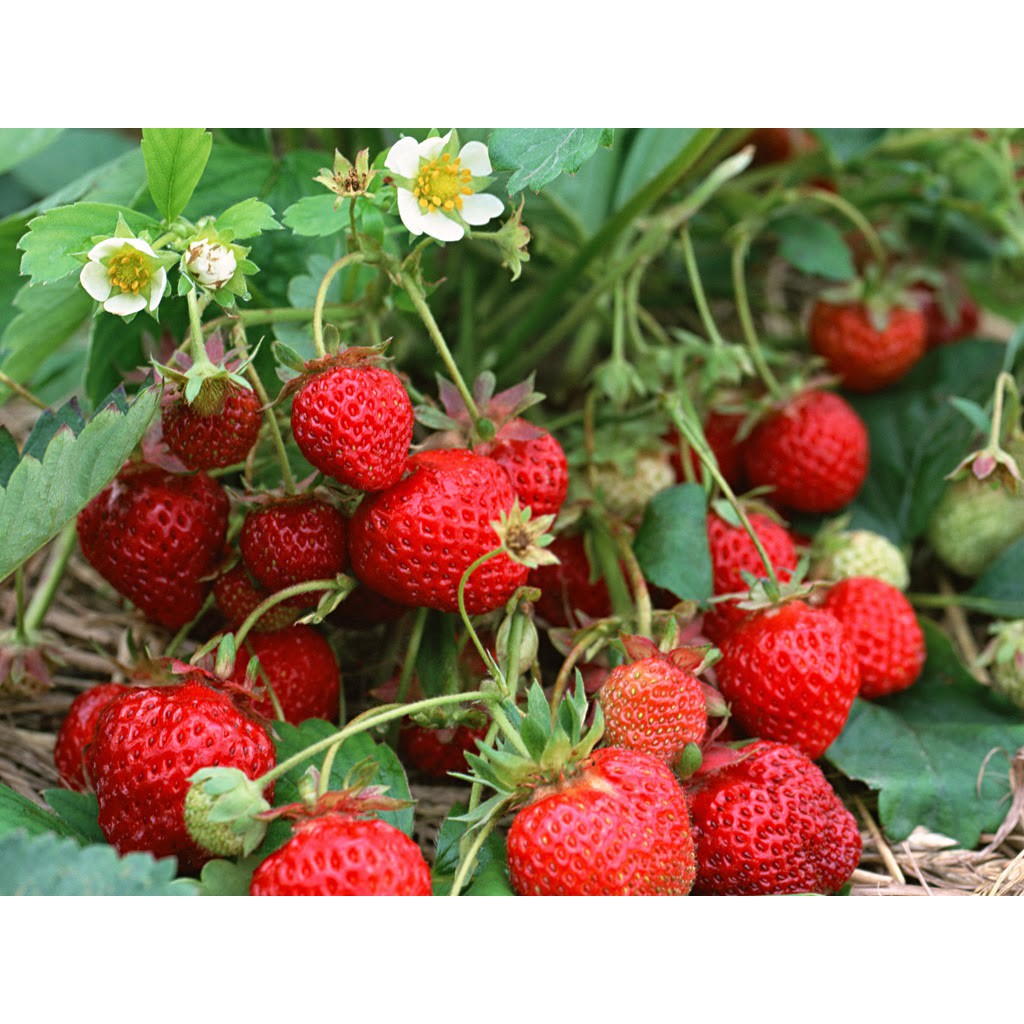 Hạt Giống DÂU TÂY F1 TN-11 ( STRAWBERRY F1 TN-11)