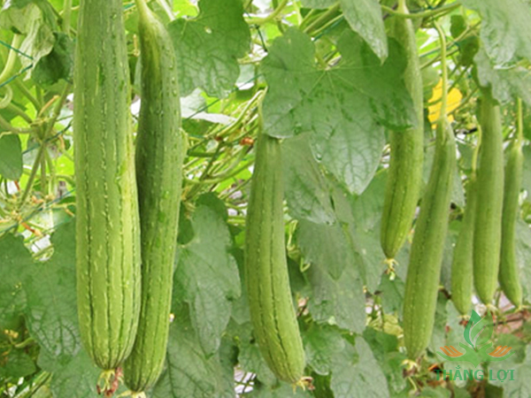 Hạt giống mướp hương thái lan