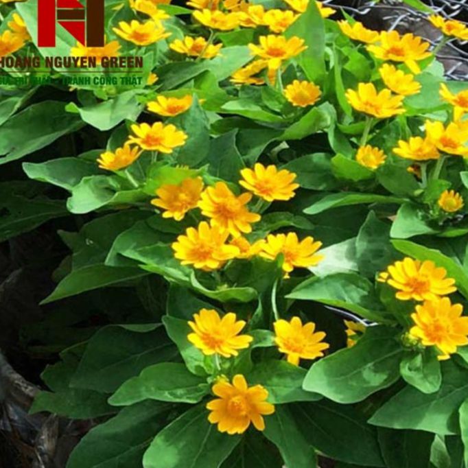 Hạt giống hoa cúc mặt trời -gói 50 hạt