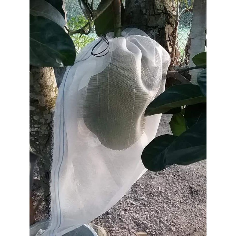 Túi bao mít cước thái (50x70cm) 50 túi