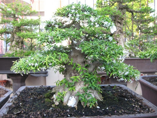 CHẬU CÂY MAI CHIẾU THỦY (MAI TRẤN THỦY, MAI TRÚC THỦY ) - cây 1 thân thẳng dẹp