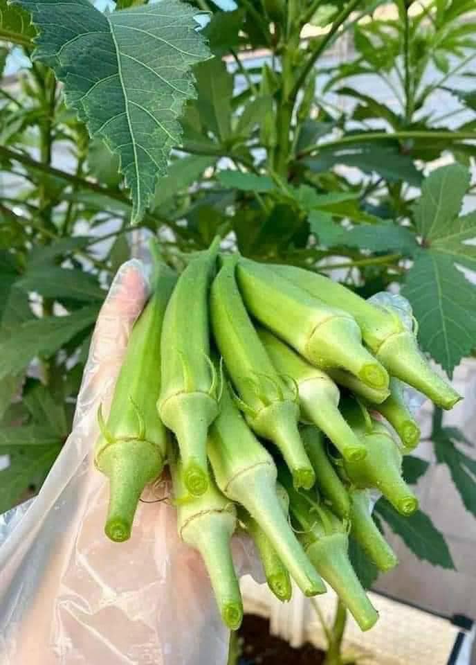 GÓI 20 HẠT GIỐNG ĐẬU BẮP LÙN