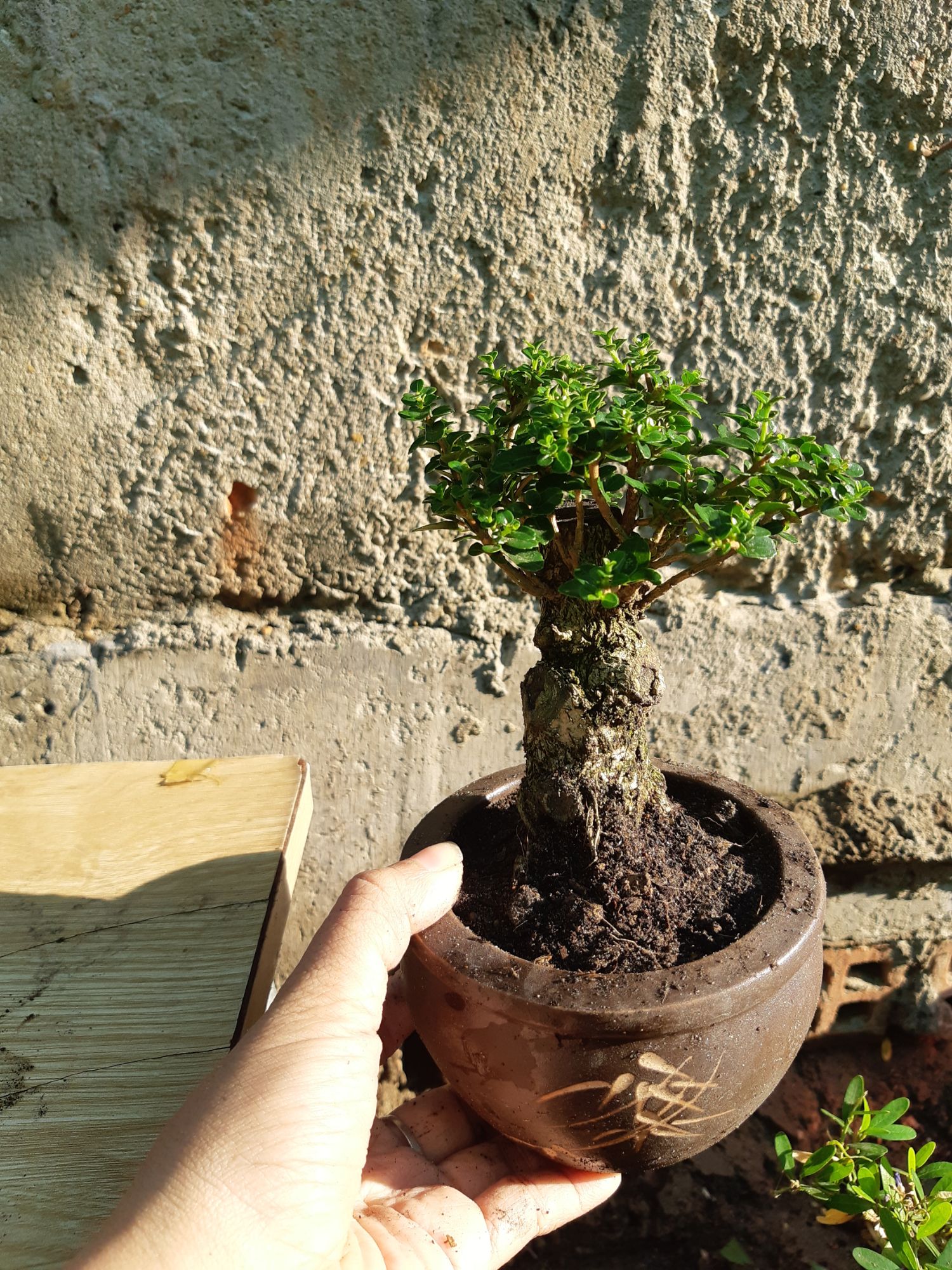 sam hương gốc già TẶNG CHẬU